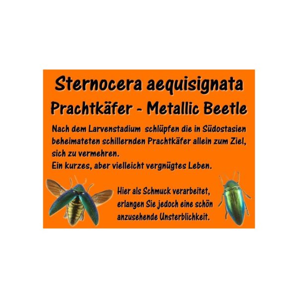 Sternocera Aequisignata