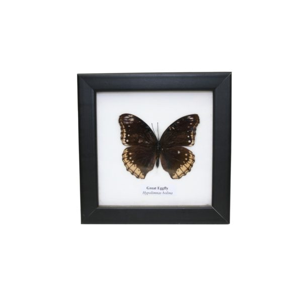 Schmetterling - Hypolimnas bolina - female - Great Eggfly