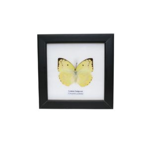 Schmetterling - Catopsilia pomona - Lemon Emigrant - im Rahmen hinter Glas