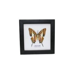 Schmetterling - Graphium nomius - Spot Swordtail - im Rahmen hinter Glas