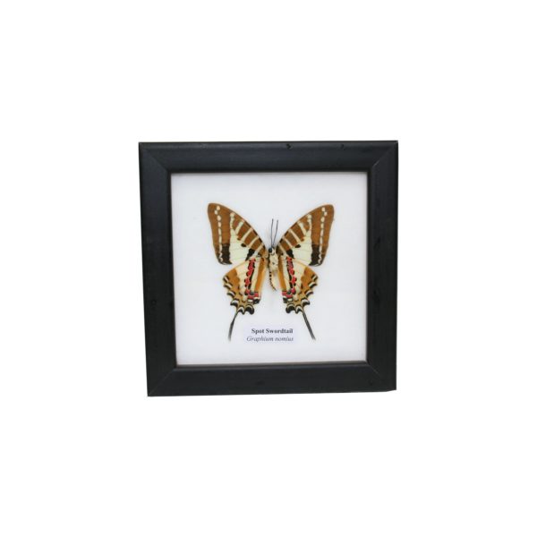 Schmetterling - Graphium nomius - Spot Swordtail - im Rahmen hinter Glas